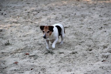 üç renk daha yakın ve açık görünümünü jack russell terrier uzak bir yürüyüş ve doğa sırasında Almanya fotoğraflandı meppen emsland seyir kum boyunca çalışan