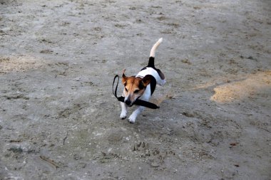 üstten görünüm üzerinde üç renk jack russell terrier doğada yürüyüş sırasında Almanya fotoğraflandı meppen emsland içinde belgili tanımlık oyuncak ile eğlenmek kum üzerinde çalışan