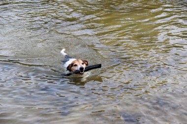 üstten görünüm üzerinde üç renk jack russell terrier yüzme suda doğada yürüyüş sırasında Almanya fotoğraflandı meppen emsland içinde belgili tanımlık oyuncak ile eğlenmek