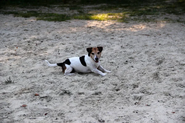 Vista Lateral Tricolor Jack Russell Terrier Comprimento Total Deitado Areia — Fotografia de Stock