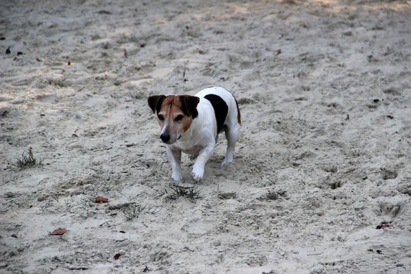 Closer Front View Tri Color Jack Russell Terrier Running Sand — Stock Photo, Image