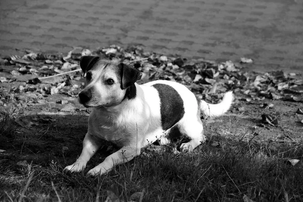 Közelebb Megtekintéséhez Tri Színű Jack Russell Terrier Németországban Meppen Emslandban — Stock Fotó