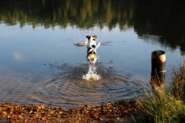 Back View Tri Color Jack Russell Terrier Jumping Lake Meppen — стоковое фото