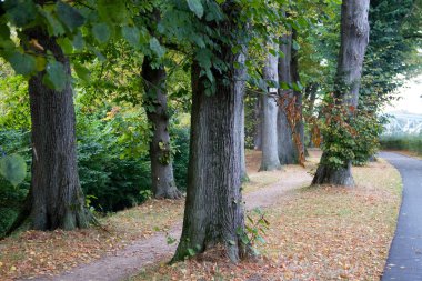 ayak yol üzerindeki geniş görüş ağaçlarıyla çevrili ve güneşli bir gün doğada yürüyüş sırasında meppen emsland Almanya'da bir sokak fotoğrafı