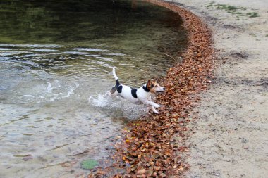 Bir Jack russell terrier çalıştıran meppen emsland ger-çok su dışarı ve doğada yürüyüş sırasında güneşli bir günde fotoğraflandı yan görünüm çok renkli