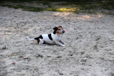 yan görünümü çok renkli bir jack russell terrier baş yukarıda meppen emsland Almanya ve fotoğrafı çekilen kumla, doğada yürüyüş sırasında güneşli bir günde yalan