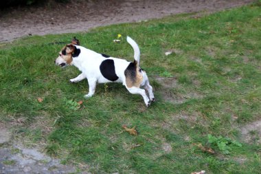 yan ve arka görünüm çok renkli bir jakına bir çim alan meppen ems-arazi Almanya'da çalışan ve doğada yürüyüş sırasında güneşli bir günde fotoğraflandı Rusya korkunç