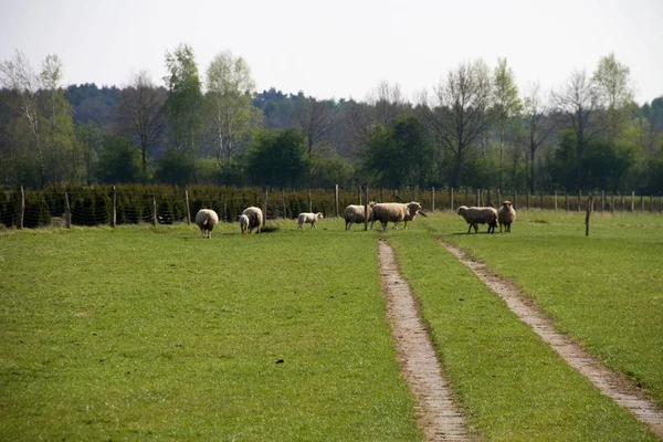 Grupo Ovejas Pastizal Niederlangen Emsland Alemania Fotografiado Durante Paseo Por —  Fotos de Stock