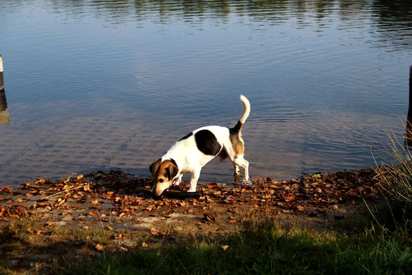 Vista Laterale Multi Colorato Jack Russell Terrier Annusare Terra Meppen — Foto Stock