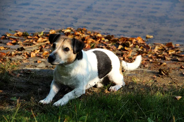 Frente Vista Lateral Multi Colorido Jack Russell Terrier Deitado Margem — Fotografia de Stock