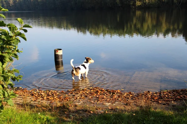 Προβολή Πίσω Και Πλάι Στο Multi Έγχρωμο Ένα Jack Russell — Φωτογραφία Αρχείου