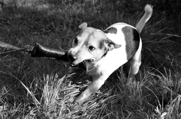 Top Front View Black White Jack Russell Terrier Fighting His — стоковое фото