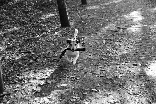 Front View Black White Jack Russell Terrier His Toy Running — стоковое фото