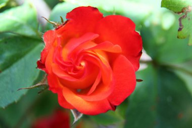 bir çok renkli çok güneşli bir günde, yaz aylarında Almanya fotoğrafı niederlangen emsland bahçede çiçek kafasından renkli görüntüleyin