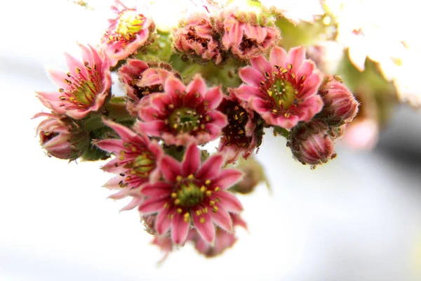 Vue Sur Une Tête Fleur Multicolore Dans Jardin Allemagne Niederlangen — Photo