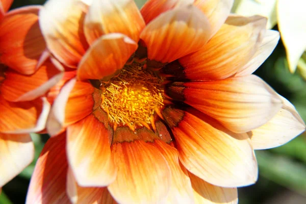 Vue Sur Une Tête Fleur Multicolore Dans Jardin Allemagne Niederlangen — Photo