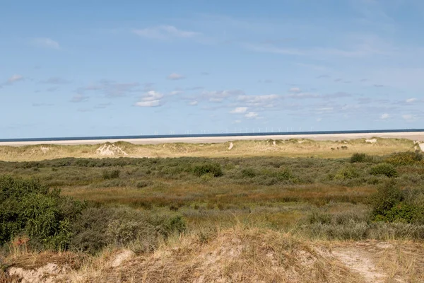 異なる成長観北の海に青い空の下で砂丘植物島ボルクム ドイツと複数の夏の暑い日に散歩風景の中に色で撮影 — ストック写真