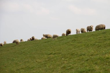 Bir çim alan rhede emsland Almanya'da bir bulutlu gökyüzü altında çimlere besleme ve peyzaj bir yolda bir yaz günü renkli çok fotoğrafı koyun bir grup üzerinde göster