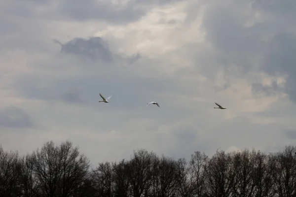 つのビュー Rhede エムスラント ドイツで曇り空を飛ぶ白鳥し 複数の夏の日の風景の中を歩くの色で撮影 — ストック写真