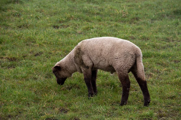 Zobacz Mały Biały Brązowy Owiec Karmienie Trawy Teren Trawa Przy — Zdjęcie stockowe