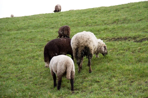 Rhede エムスラント ドイツの曇り空の下で芝生の草を餌と複数の夏の日の風景の中を歩くの色で撮影の羊のグループを表示します — ストック写真