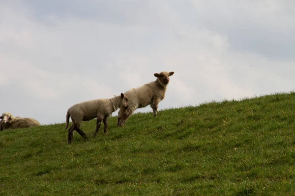 Zobacz Dwa Białe Owce Teren Trawa Przy Zachmurzonym Niebie Rhede — Zdjęcie stockowe