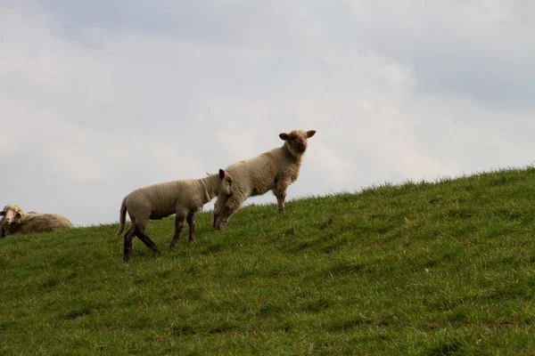 Kijk Twee Witte Schapen Een Grasveld Onder Een Bewolkte Hemel — Stockfoto