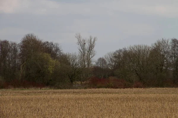 View on a mowed field with a tree area as border in rhede emsland germany and photographed in multi colored on a walk in the landscape at a summer day