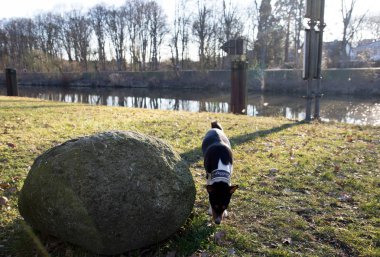 bir üç renk Basenji ön görünümü Meppen Emsland Almanya 'da bir çim alanda geç bir yaz gününde koklama doğada bir yürüyüş sırasında fotoğraflanmış