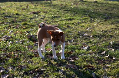 Meppen Emsland Almanya 'da bir çim alanda biraz iki ton Basenji yavru yan ve ön görünümü doğada bir yürüyüş sırasında fotoğraflanmış