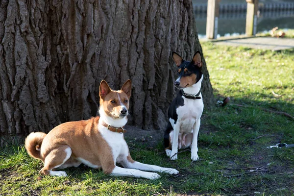 Pohled Dva Tón Tri Barvy Basenji Před Strom Pozdní Letní — Stock fotografie