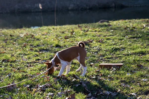 Side View Little Two Tone Basenji Pupping Grass Area Late — стоковое фото