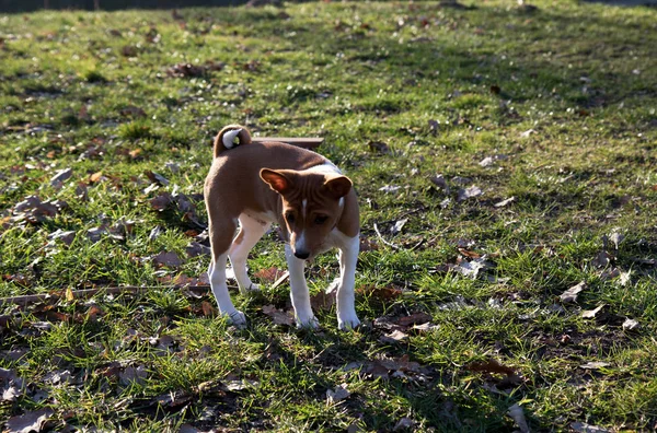 Vista Laterale Frontale Piccolo Cucciolo Basenji Bicolore Area Erbosa Una — Foto Stock