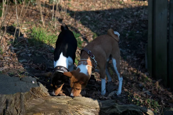 Vooraanzicht Van Een Tri Kleur Een Twee Tone Basenji Snuiven — Stockfoto