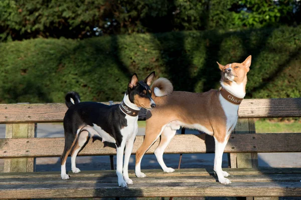 bir üç renk ve bir tezgah üzerinde bir iki ton Basenji ayakta Meppen Emsland Almanya 'da geç bir yaz gününde doğada bir yürüyüş sırasında fotoğraflanmış