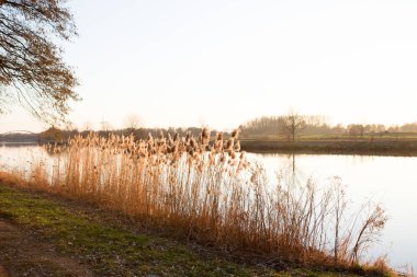 bitki ve nehrin fresenburg emsland Almanya doğada yürüyüş sırasında fotoğraflandı kayıp bir yerde daha yakından görünümü