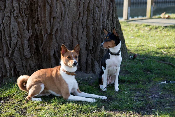 front and side view of a two tone and tri color basenji sitting and lying on a grass area looking aside in meppen emsland germany photographed during a sunny evening at a walk in the nature