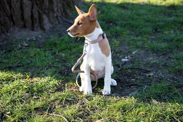 kenara bir yürüyüş ve doğa güneşli bir akşam sırasında Almanya fotoğraflandı meppen emsland bakarak bir çim alan üzerinde oturan bir iki ton alçaklık köpek yavrusu önden görünümü
