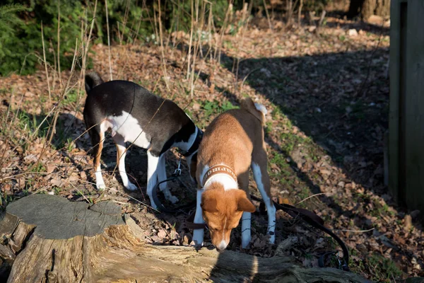 측면과 트라이 Basenji Emsland 자연에서 산책에 햇볕이 촬영에 — 스톡 사진