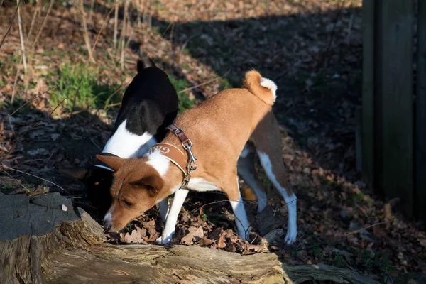 front view of a sniffing two tone and tri color basenji standing in front of a tree trunk in meppen emsland germany photographed during a sunny evening at a walk in the nature