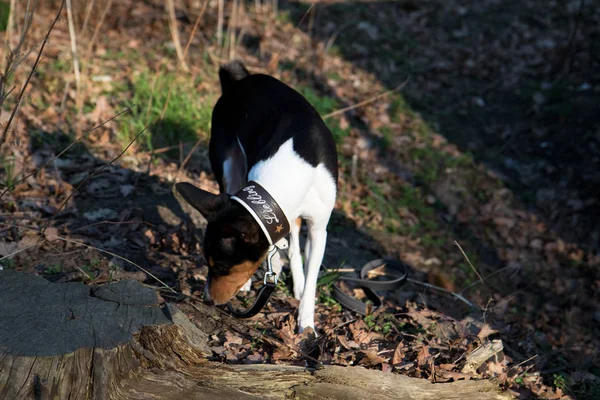 정면도는 트라이 Basenji 펜에서 줄기의 Emsland 자연에서 산책에 햇볕이 — 스톡 사진