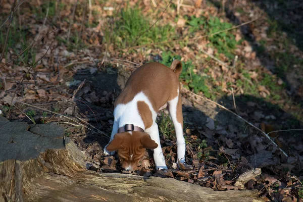Vista Frontal Cachorro Basenji Olfateando Dos Tonos Pie Frente Tronco —  Fotos de Stock