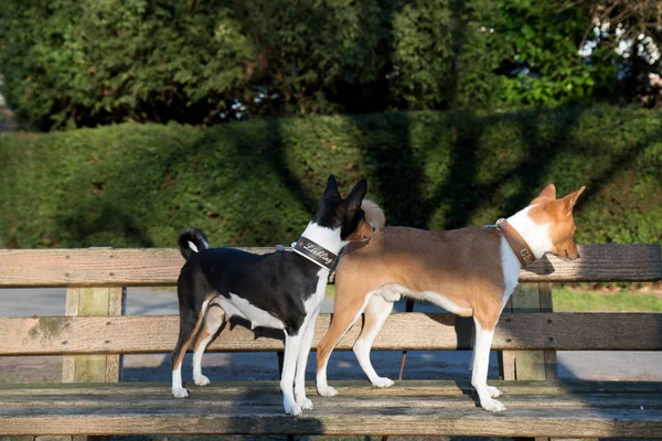 side view of a tri color and a two tone basenji standing on the bench looking to the side in meppen emsland germany photographed during a sunny evening at a walk in the nature