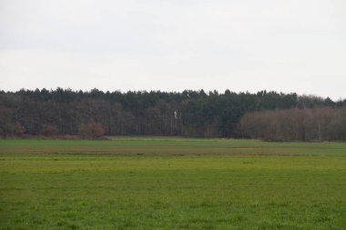 bulutlu bir günde doğada bir yürüyüş sırasında fotoğraflanan rhede ems emsland almanya ufukta bir orman ile bir çim alan görünümü