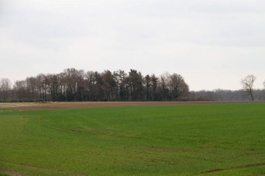 bulutlu bir günde doğada bir yürüyüş sırasında fotoğraflanan rhede ems emsland almanya doğal bir manzara görünümü