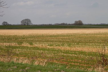 bulutlu bir günde doğada bir yürüyüş sırasında fotoğraflanan rhede ems emsland almanya bir biçilmiş alanda görünümü