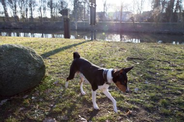 meppen emsland almanya güneşli bir günde doğada bir yürüyüş sırasında açık havada fotoğraflanan etrafına bakan bir çim alan üzerinde bir üç renkli basenji yan görünümü