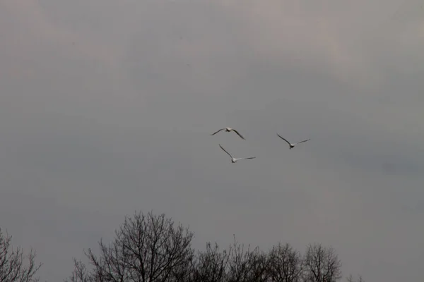 Uitzicht Drie Zwanen Vliegen Lucht Rhede Ems Emsland Duitsland Gefotografeerd — Stockfoto