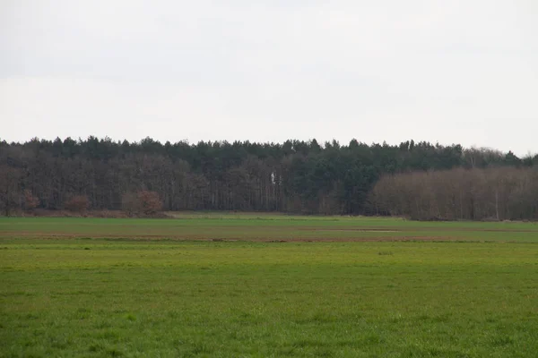 Vue Sur Une Zone Herbeuse Avec Une Forêt Horizon Dans — Photo