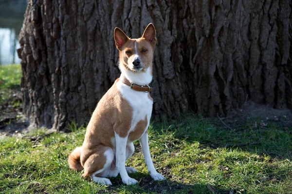 a two tone basenji on a grass area in front of a tree looking in the camera in meppen emsland germany photographed outdoors  during a walk in the nature on a sunny day